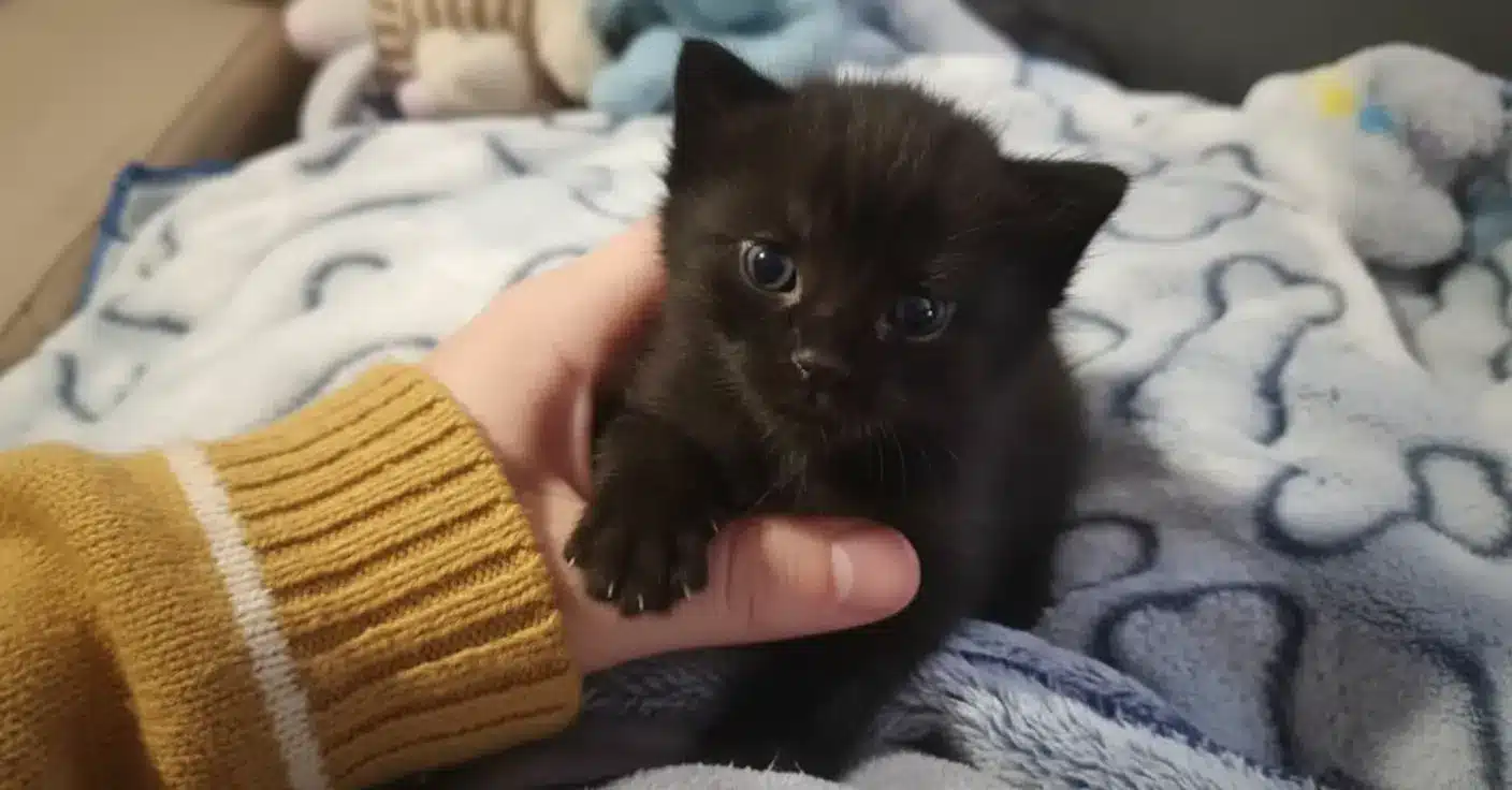 This orphaned kitten thanks his rescuer with the sweetest daily ritual